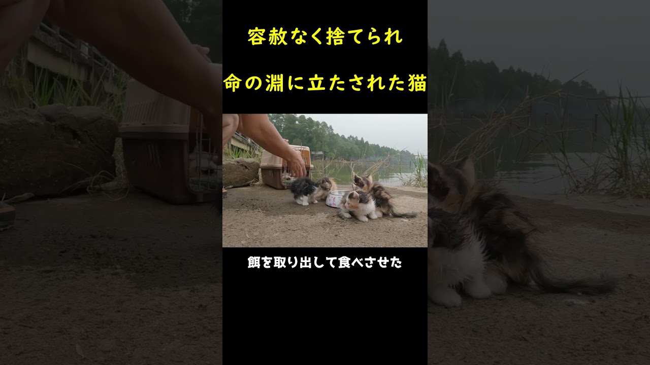 亡くなった母を起こそうとする子猫たち！！
