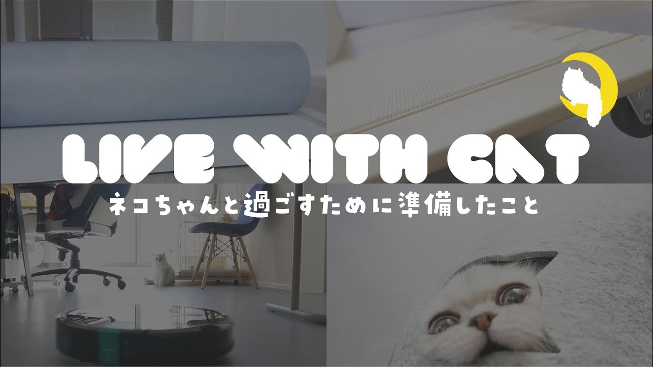 【チンチラペルシャ】猫ちゃんと暮らすために準備したもの！