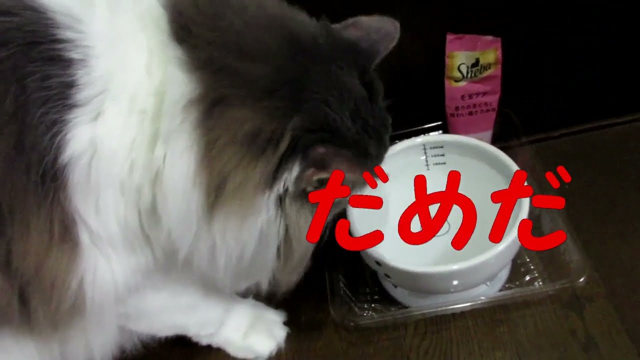 目指せモモ20歳～急に水を飲まなくなってしまった猫😹😨💦～腎不全になり易い猫のテーマ：水分摂取