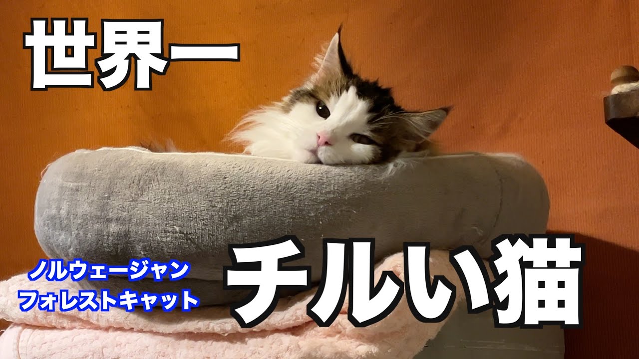 世界一★チルい猫【ノルウェージャンフォレストキャット】