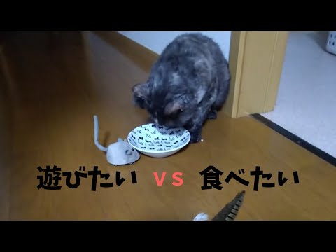 【セルカークレックス】遊ぶのも食べるのも好き。でも結局どっちの方が好きなの？【せらのりたま】