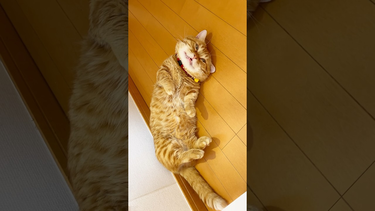 過去最高に迫真の演技をする #被害者役の猫 #マンチカン #shorts