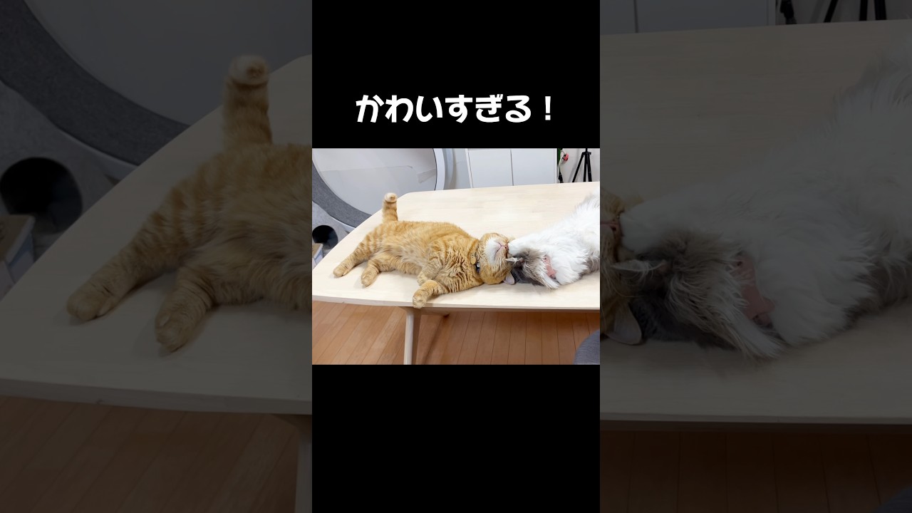 妻以外の女子といっしょにいるところを目撃された茶々パパが... #猫 #マンチカン #shorts