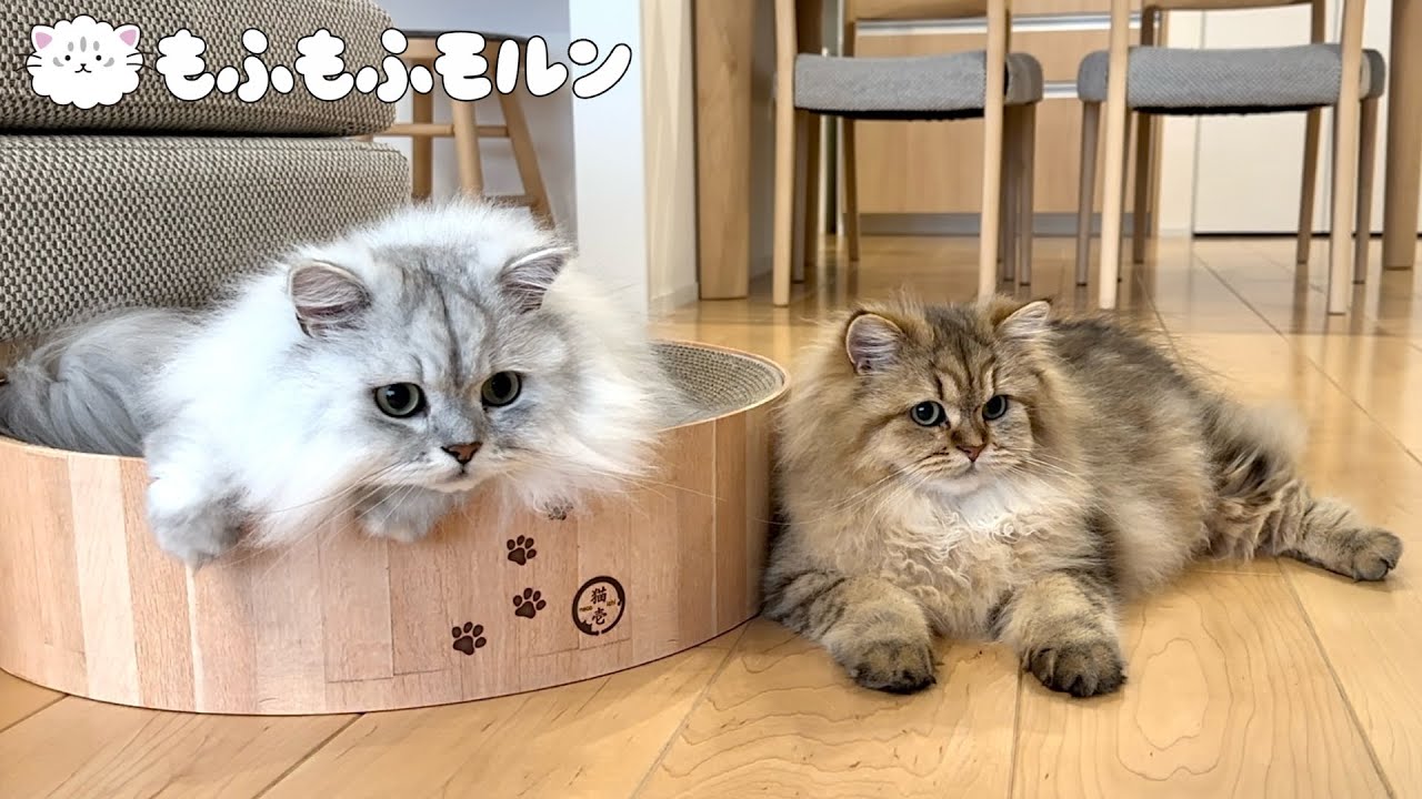 もふもふ猫ふたりの距離は縮まっているのでしょうか 【サイベリアン】