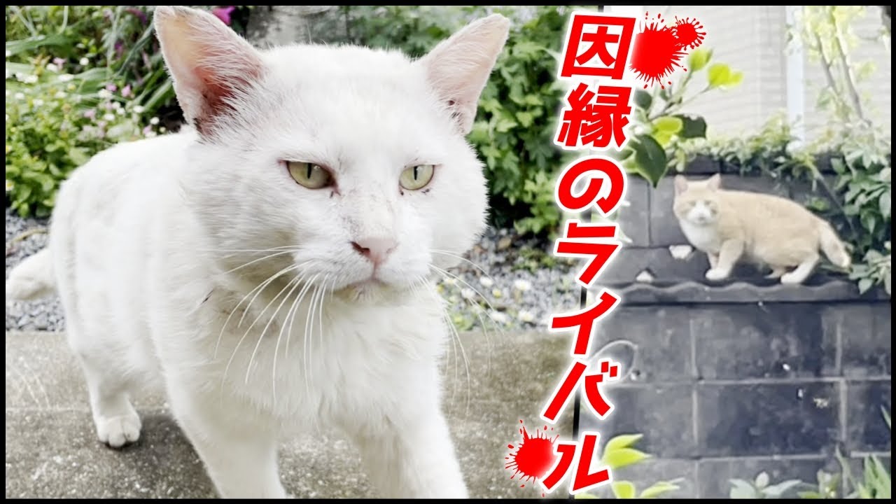 三毛母猫の旦那さんと喧嘩中のライバル猫に注意しました！[三毛母猫の旦那]