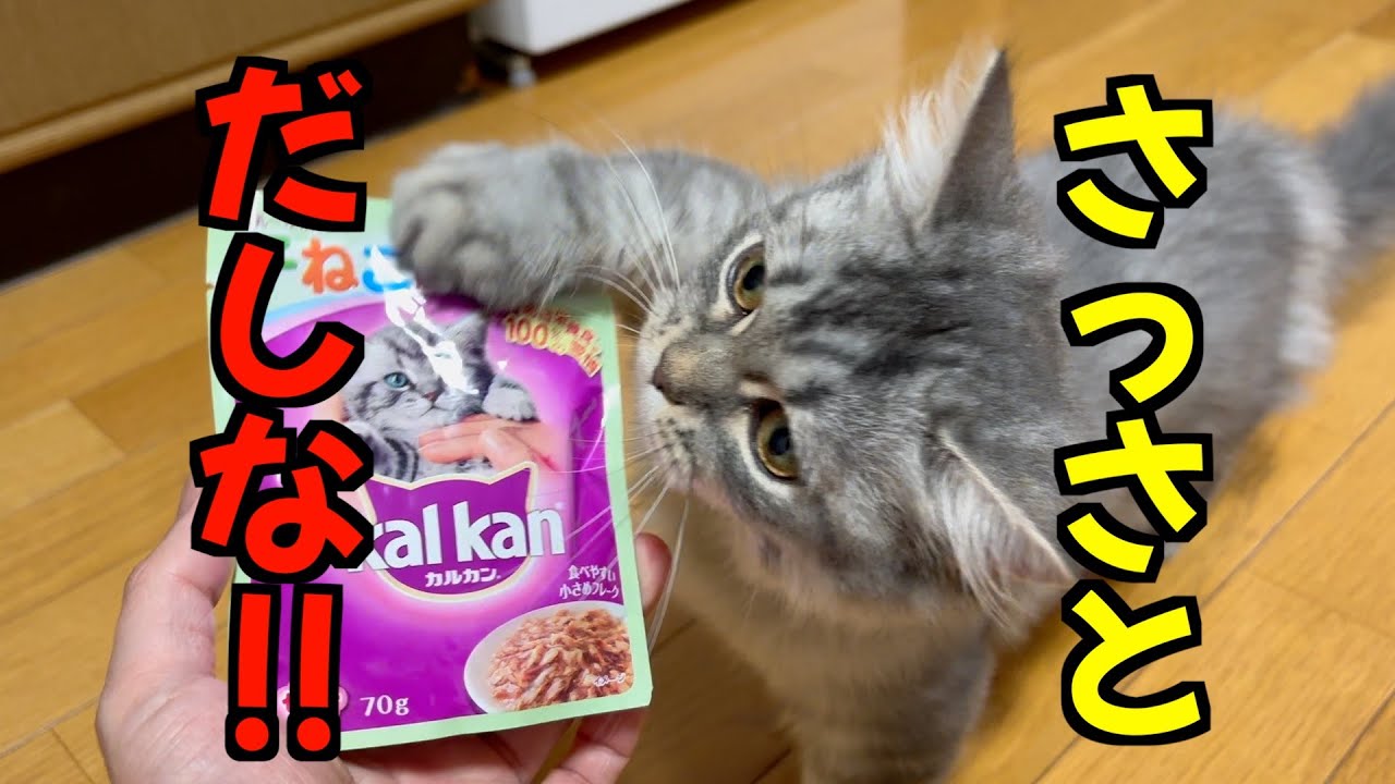 初めての食べ物に子猫の食欲が暴走しました…w