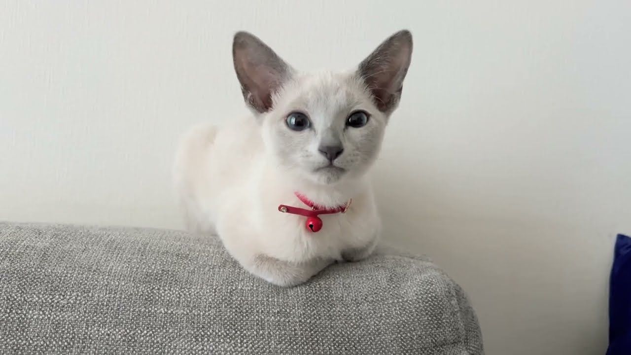 【白いロシアンブルー】生後4か月の仔猫の遊び方が元気すぎる【ブルーポイント】