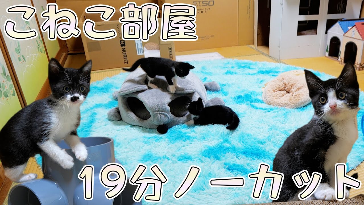 これが子猫部屋のリアルです🐈🐈💨子猫遊び19分完全ノーカット📹
