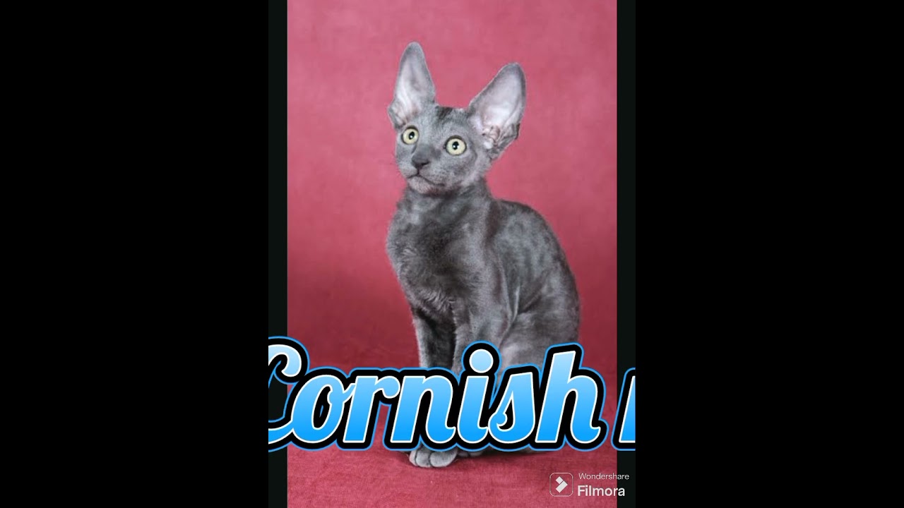Top 10 beautiful cat breeds in the world