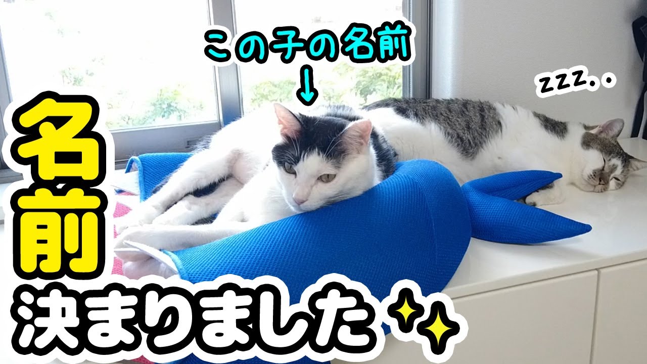 【ご報告】新入猫ちゃんの名前が決まりました！