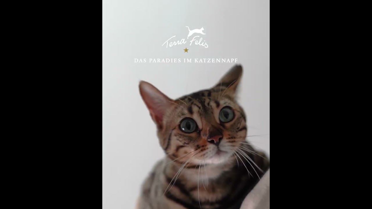 キャットフードの品質革命【ベンガル編】