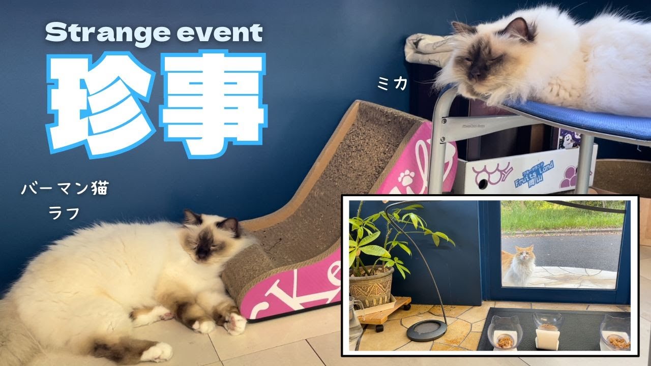 バーマン猫ミカとラフ【珍事】Strange event（バーマン猫）Birman/Cat
