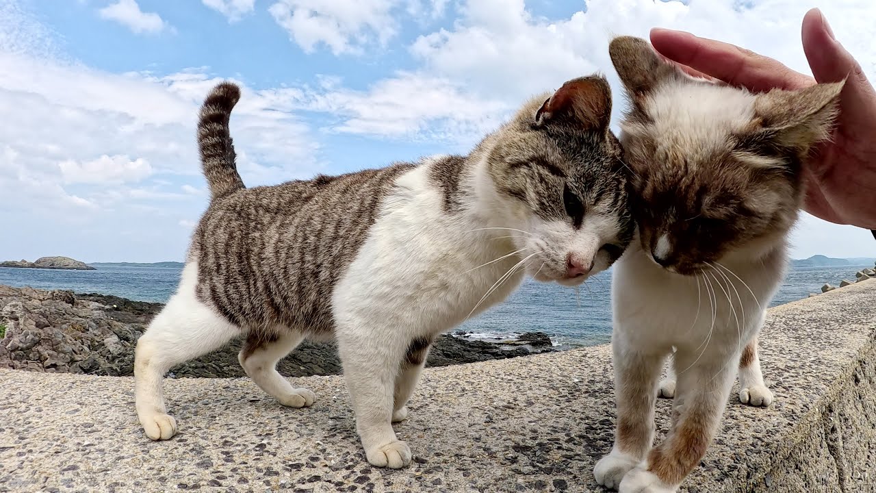 キジシロ猫が乱入してくると、甘えん坊のシャム猫が遠慮してしまった
