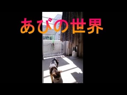 ネコ動画あび＃3587　あびの毎日　アビシニアン　あび