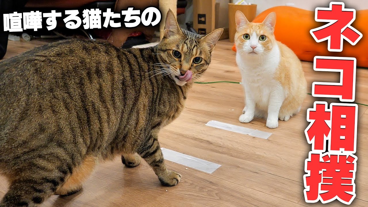 猫たちが喧嘩ばかりするので”相撲”で決着をつけてもらうことにしました。