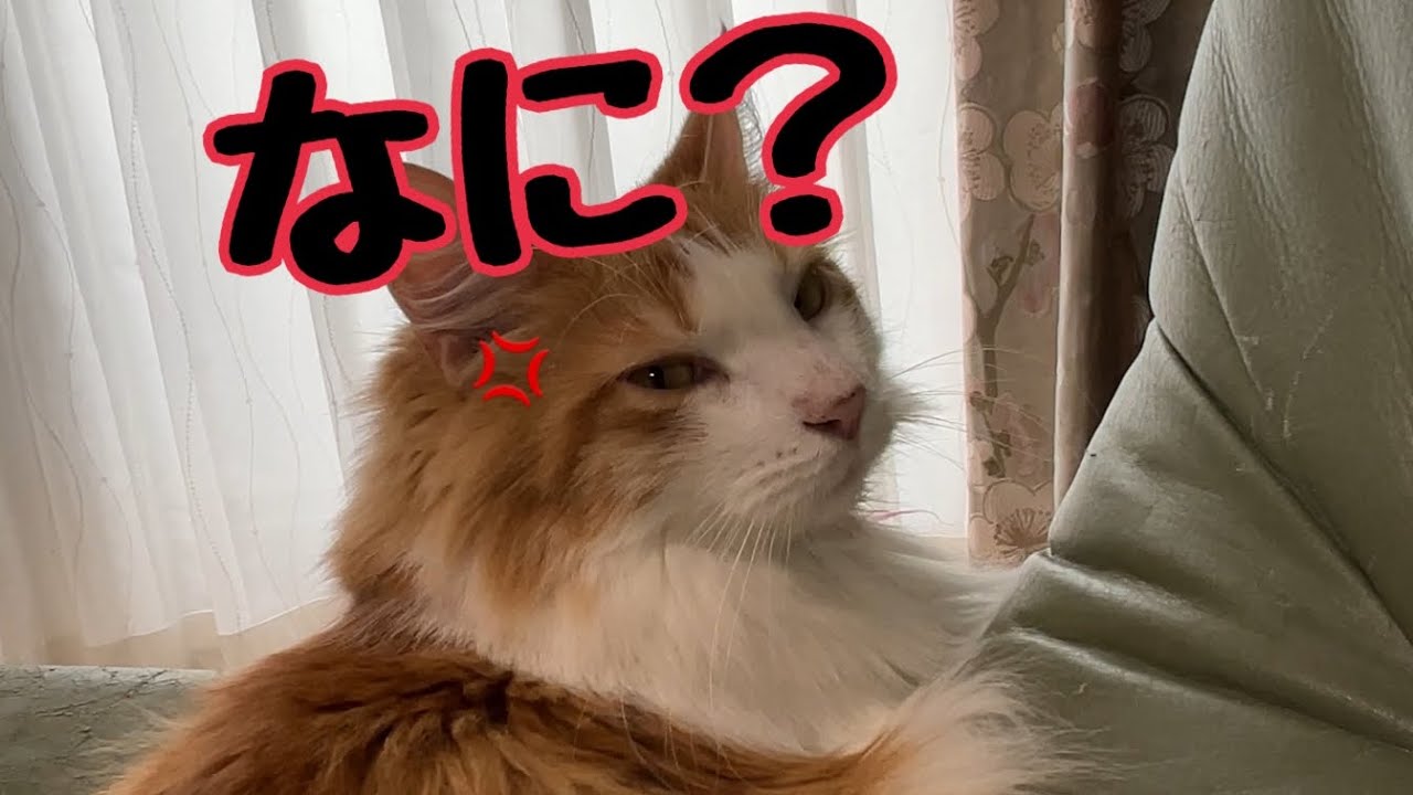 猫を寝かせないようにずっと呼びかけてみた【マリー（メインクーン）】
