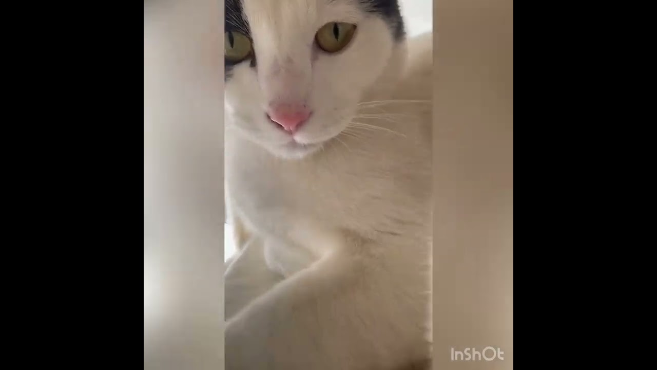 「そんなに近寄っても何もやらないにゃ」