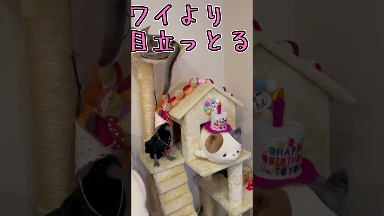 今年もやはり誕生日の主役を奪われるうちの猫さん #shorts #猫 #アビシニアン
