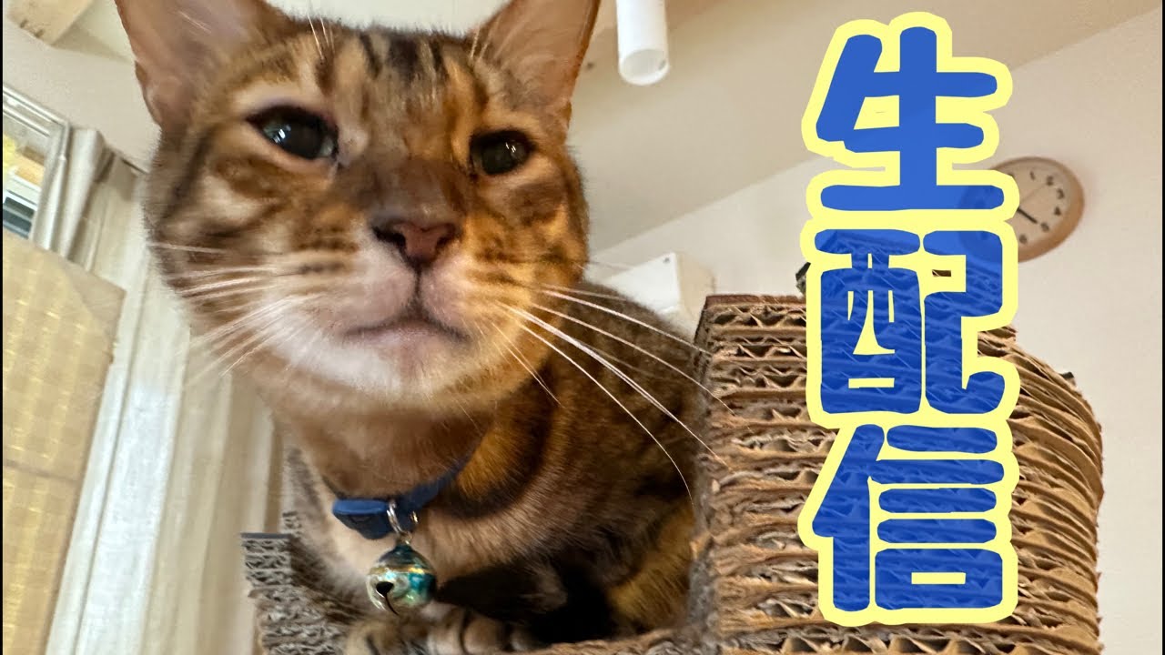 【生配信6/2】コロナが流行ってきてますが猫でも見て免疫力高めませんか？生配信