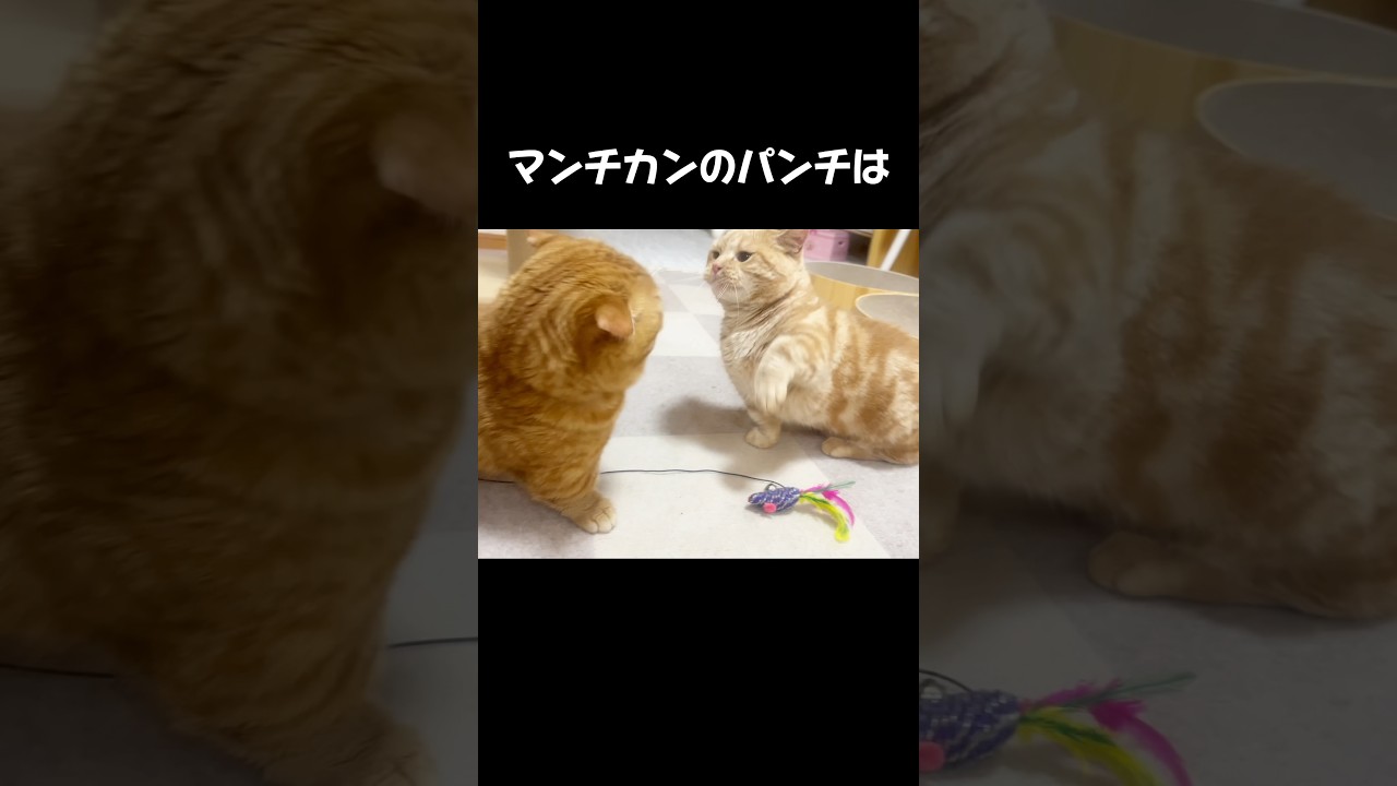 マンチカンのパンチはやっぱり当たらないけど... #猫 #マンチカン #shorts