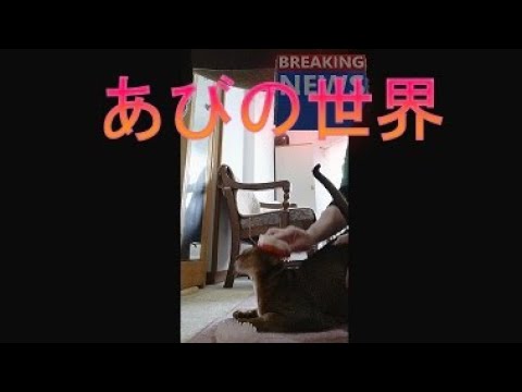 ネコ動画あび＃3742　あびの毎日　アビシニアン　あび