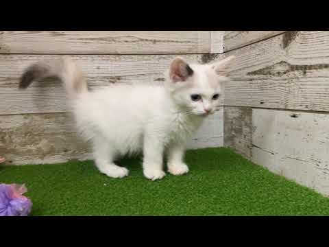 【No.171067 ラグドール ♀】ペットショップ犬の家猫の里碧南店