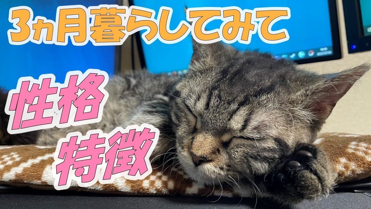 超甘えん坊で人懐っこい！ラパーマを３カ月飼ってみてわかった事！【ラパーマを飼いたい人の為の動画】