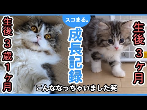 生後3ヶ月から3歳になるまでのスコティッシュフォールド猫の成長の記録