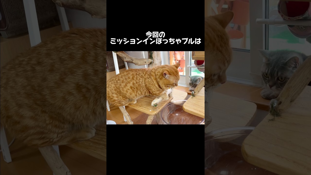 通り抜けを防ごうとする猫 #マンチカン #ミッションインぽっちゃブル #shorts