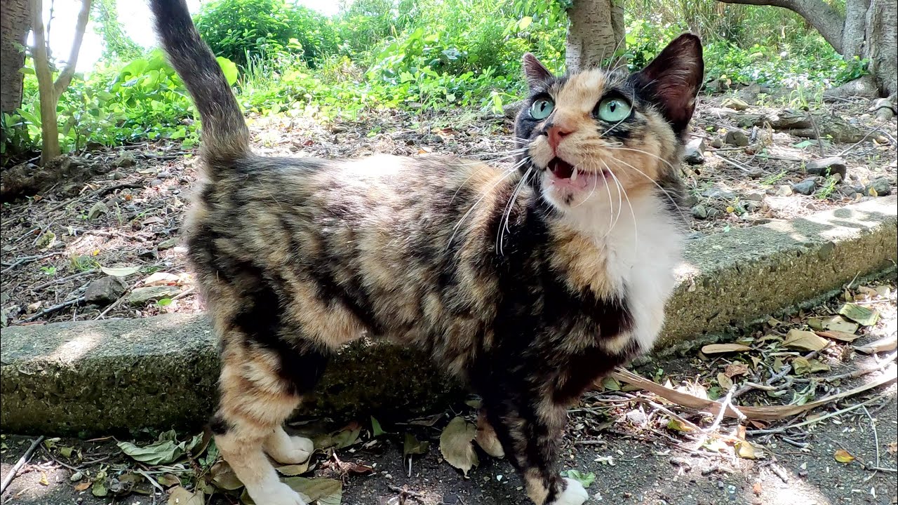 三毛猫とシャム猫がメチャクチャ可愛い鳴き声で話し掛けてきた