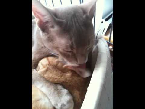 耳掃除大好きアビシニアン