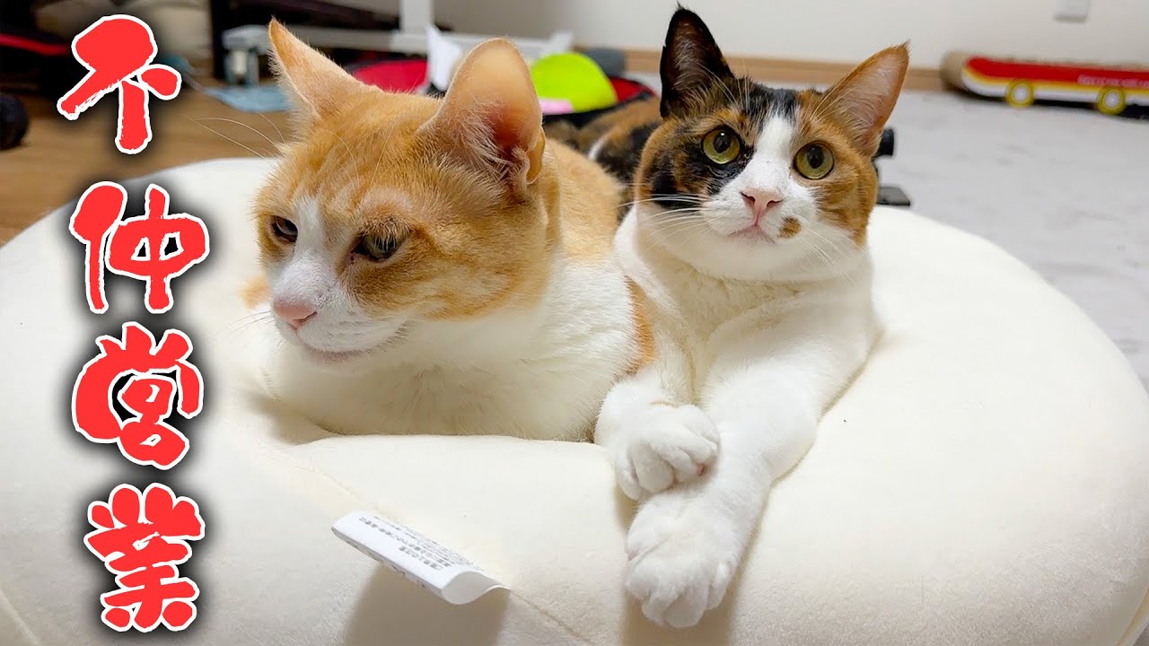 ずっと不仲だと(勝手に)言われていた猫たちの真実は…仲良しでした。
