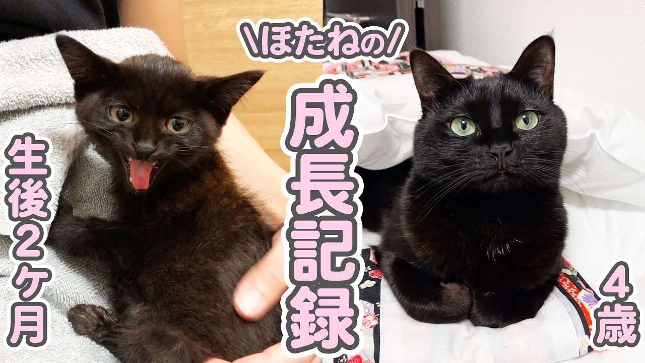 工事現場に捨てられていた子猫が、健康でかわいい猫になるまでの全記録