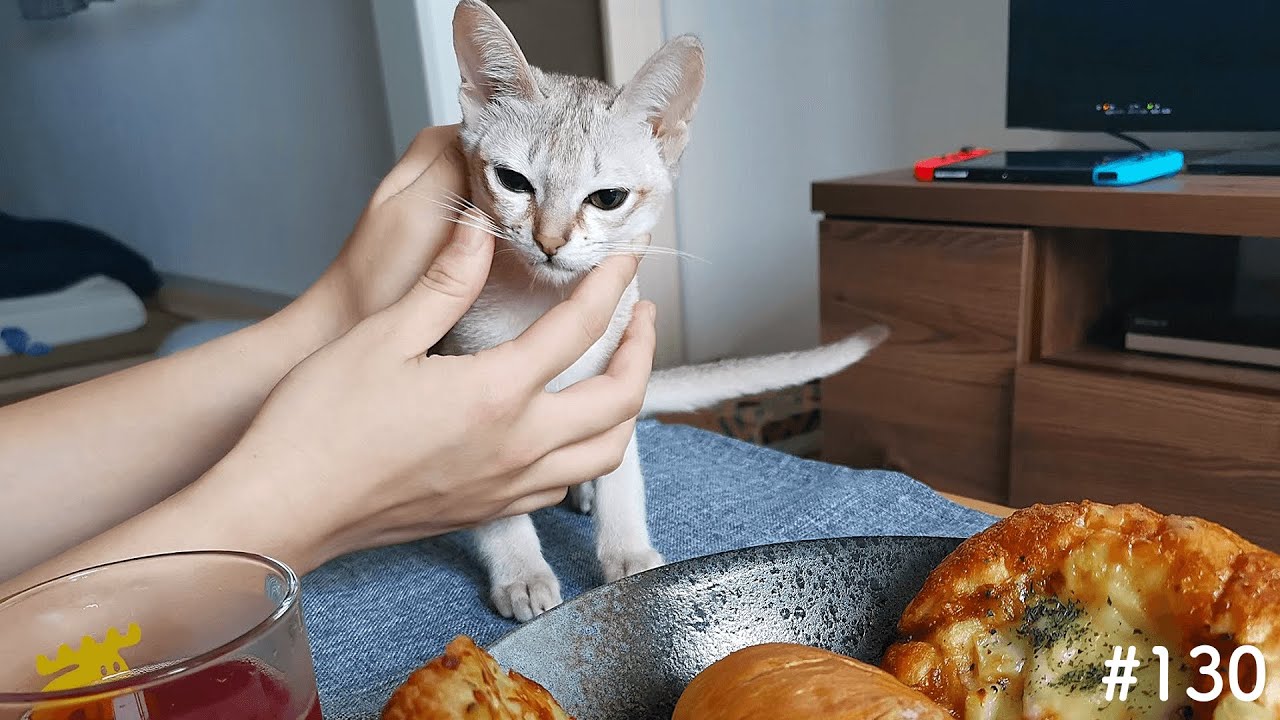 パンを食べようとして叱られる子猫がこちら！【シンガプーラ】