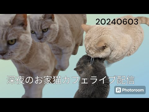 深夜のお家猫カフェライブ配信７２
