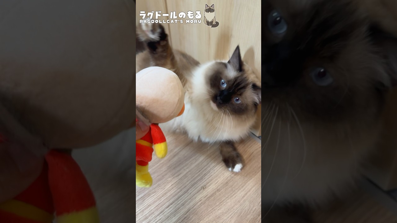 アンパンマンを愛する猫の反応w