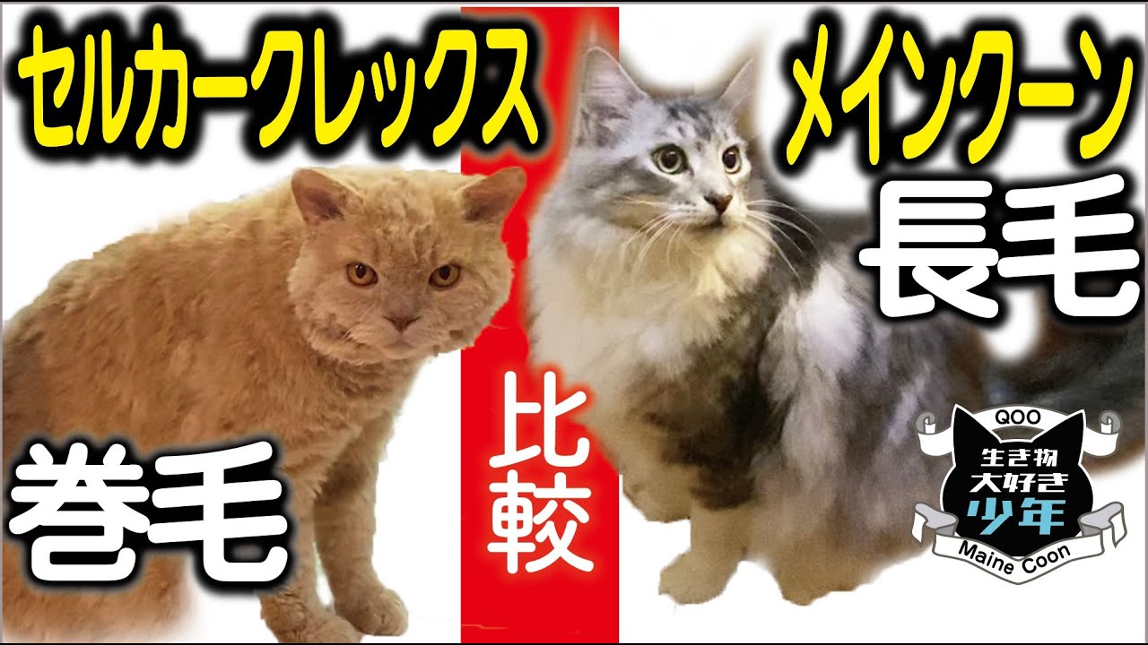 【巻毛猫vs長毛大型猫】セルカークレックス（大将🍀くん）vsメインクーン（翔平くん／東京小野クーン）