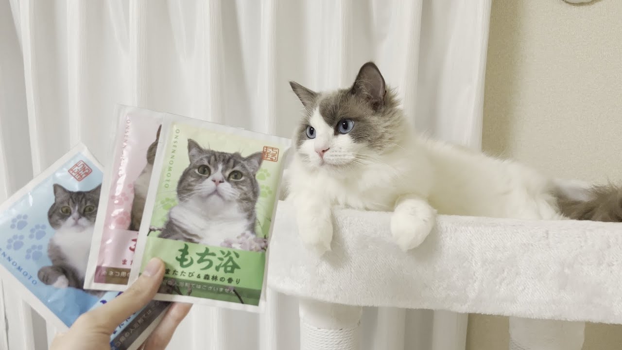 【もちまる日記】猫にモテる入浴剤を使ってみたらラグドール王子がまさかのこうなりました。