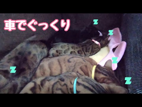 乗車5秒で爆睡するベンガル猫軍団