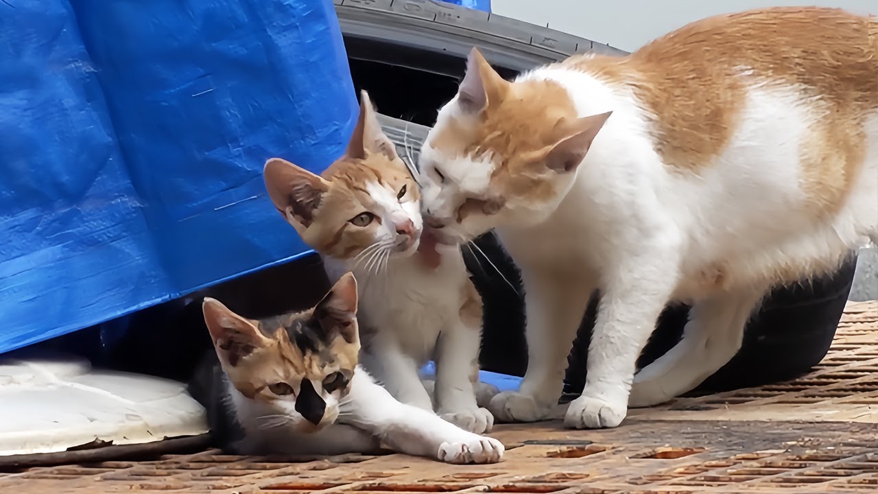 路上で物乞いをする片目の母猫。５匹の子猫がお腹いっぱいにするため、勇敢にも再び人間へと近づいた【感動】