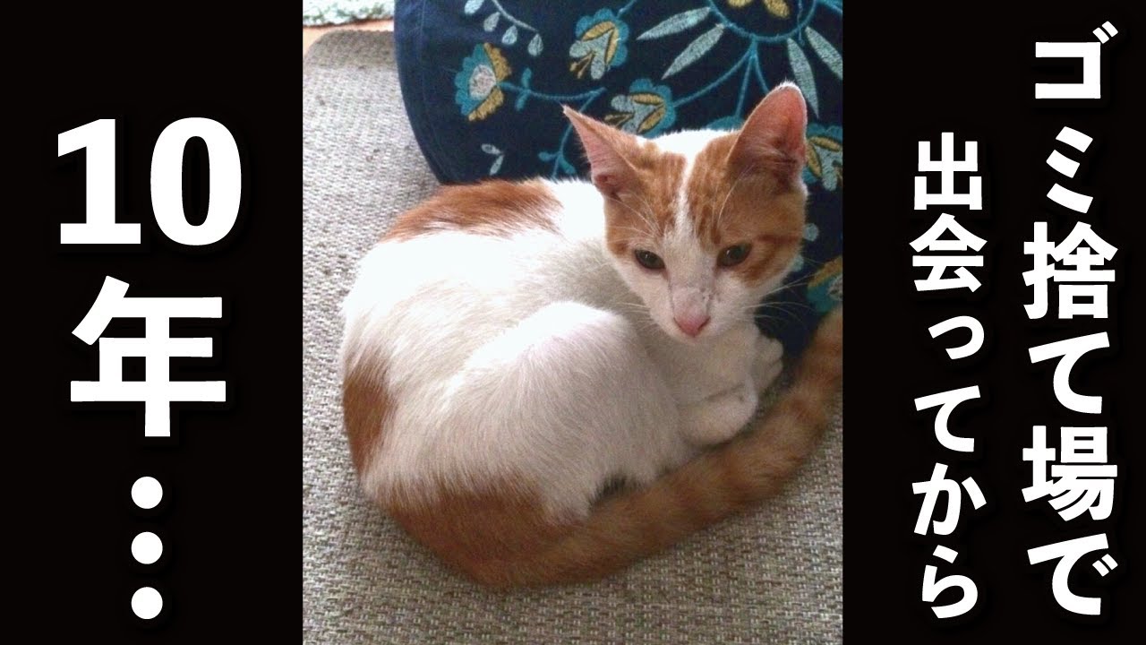 【甘えんぼ猫】ゴミ捨て場で泣いていた猫が10歳になりました