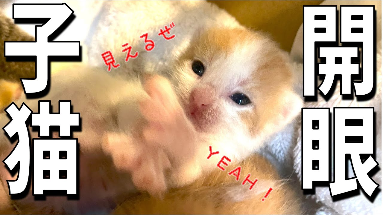 子猫の目が開いて、可愛さ爆アガりました！／雨の日の黒猫姉妹