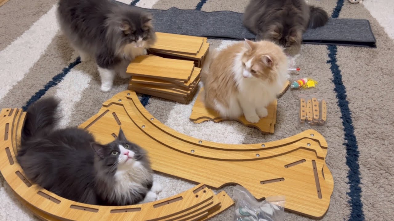 【プレゼント✨】もふ猫たちのためにある物を作ったよ❤️何を作っているでしょ〜う？？？ターキッシュアンゴラとノルウェージャンフォレストキャット