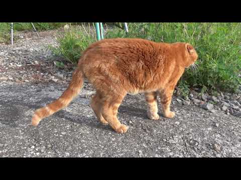 くつろぐ社長 Relaxing president #猫 #スコティッシュフォールド #猫動画 #cat #scottishfold #catvideos