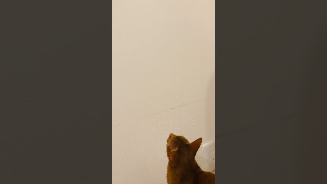 何かが見える、、#猫#こころ#アビシニアン#レッド#虫#bug#theotherside#cat#abyssinian#red