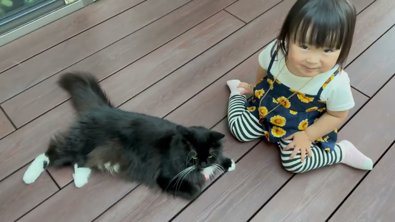 オシャレを見せられる猫　ノルウェージャンフォレストキャット　ラガマフィンA cat has started using a hammock. Norwegian Forest Cat.