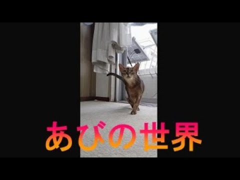 ネコ動画あび＃3719　あびの毎日　アビシニアン　あび