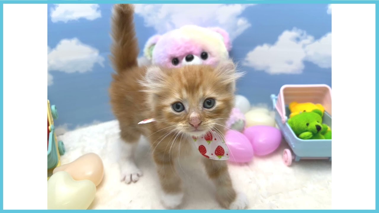 ペットショップCOO&RIKU  No00674157アメリカンカール