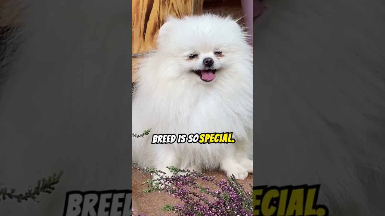 Meet the Kinkalow A pint sized purr machine!  #cat #facts #catlifestyle