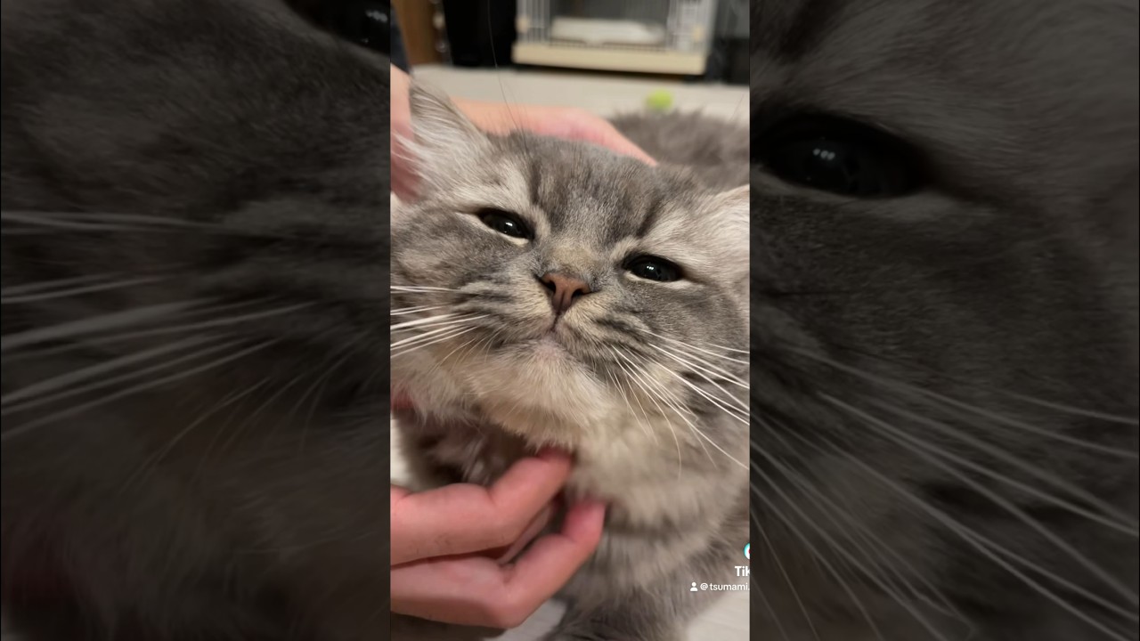 もふもふラガマフィンの子猫🩶 #猫のいる暮らし  #cat #つまみちゃん #可愛い #子猫 #猫のいる生活 #ラガマフィン